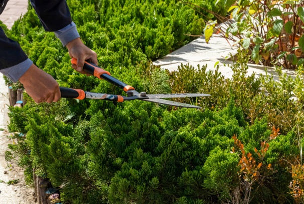 Hedge Trimming Dublin