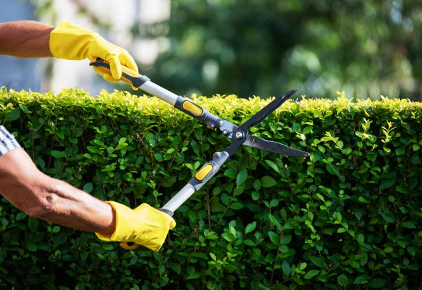 hedge trimming 3
