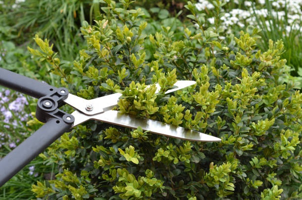 Expert Hedge Trimming and Artistic Topiary Services