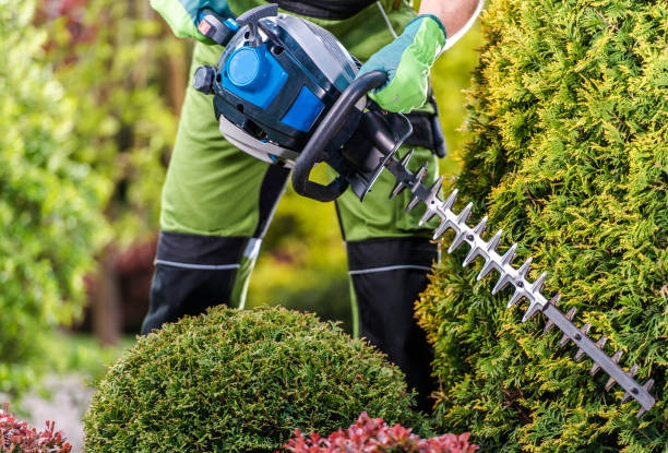 Our Hedge Services Include
