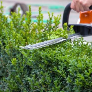hedge triming