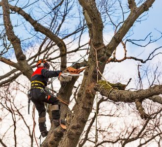 Tree Surgeon Dublin 2 tree surgery