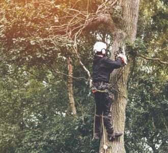 Tree Surgeon Dublin 3 tree surgery1